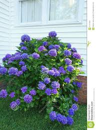 Manufacturers Exporters and Wholesale Suppliers of Belows Bushes GURGAON Haryana